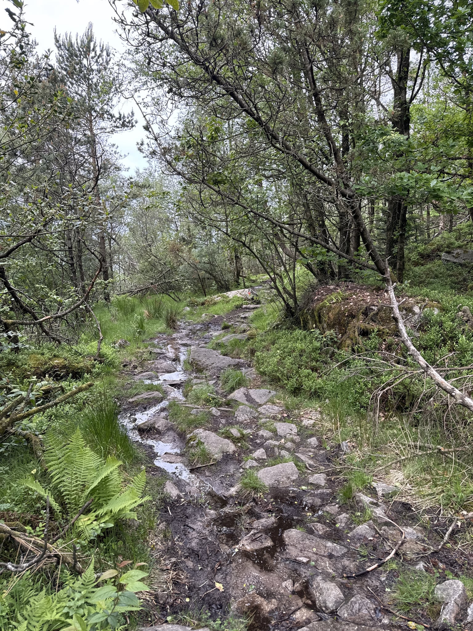 Ulvanutane — foto 1 av 2